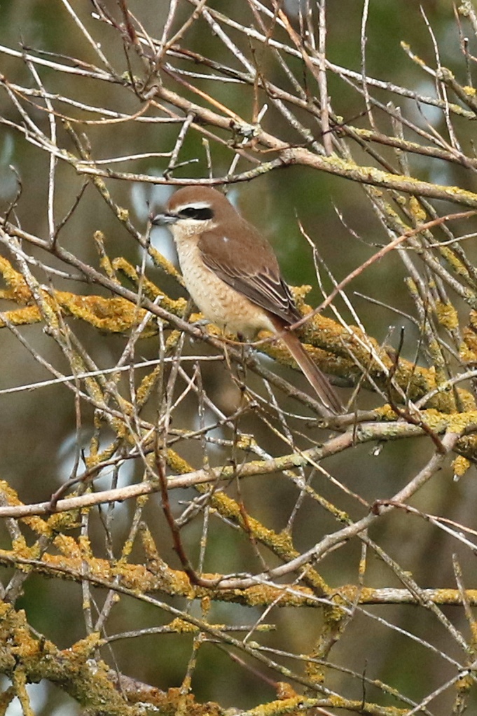 Brown Shrike