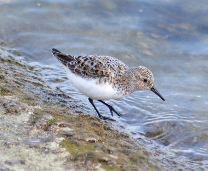 Sanderling