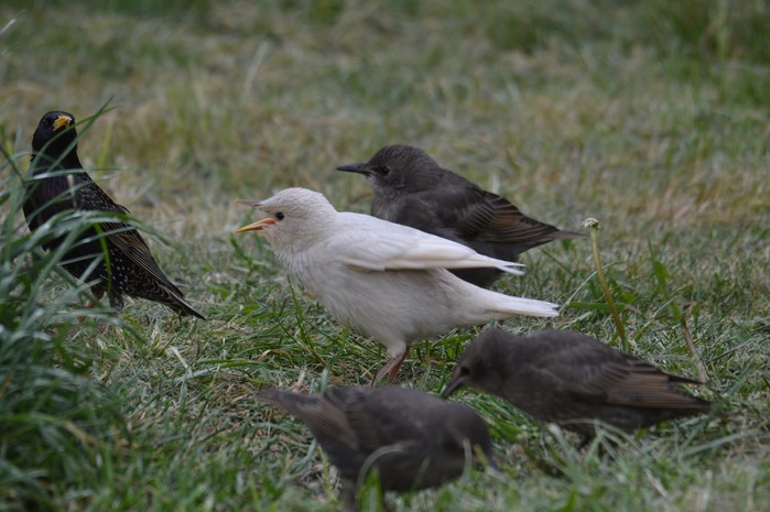Starling