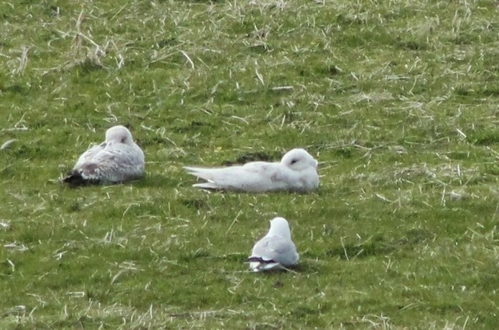 Iceland Gull