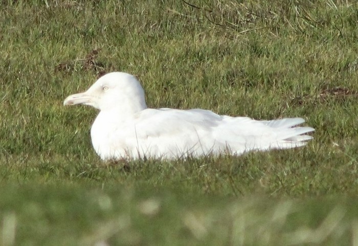 Glaucous Gull
