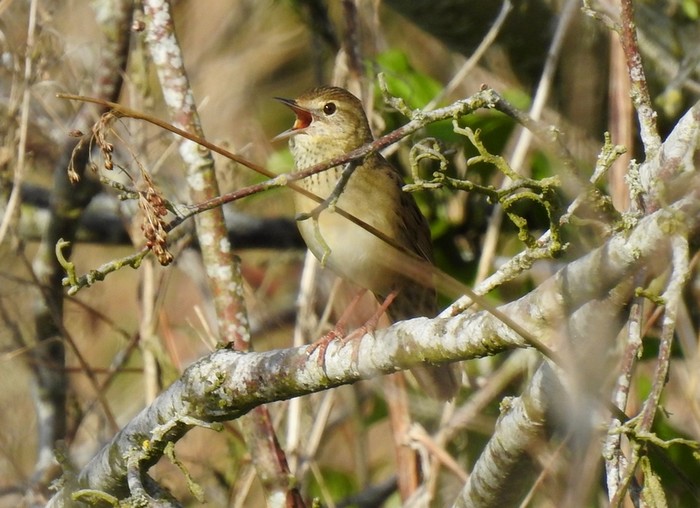 Grasshopper Warbler