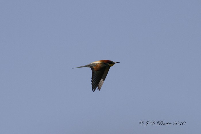 Bee-eater