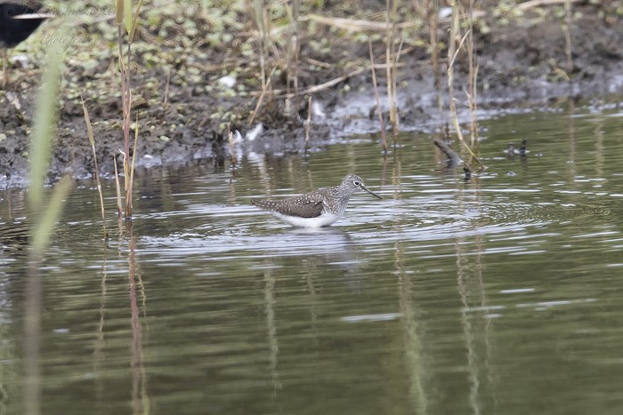 Solitary Sandpiper
