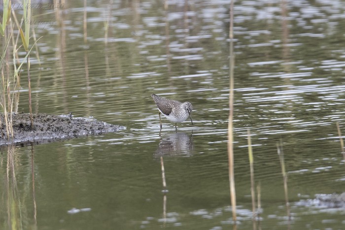 Solitary Sandpiper
