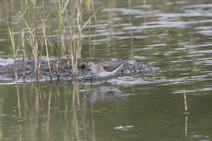 Solitary Sandpiper