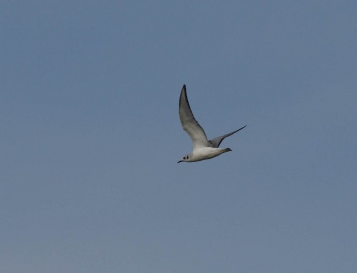 Bonaparte's Gull