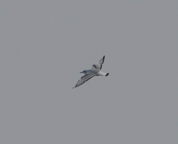 Bonaparte's Gull