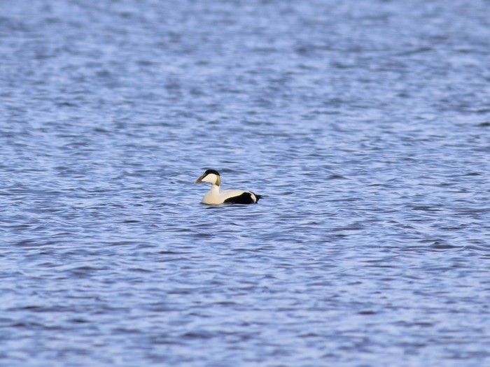 Eider