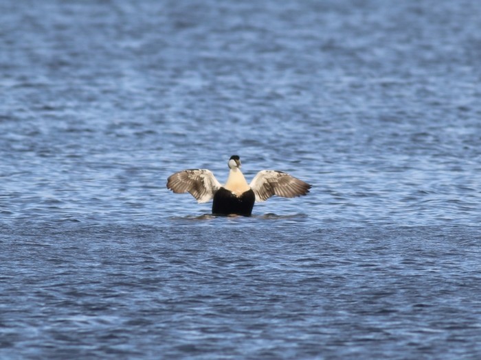 Eider
