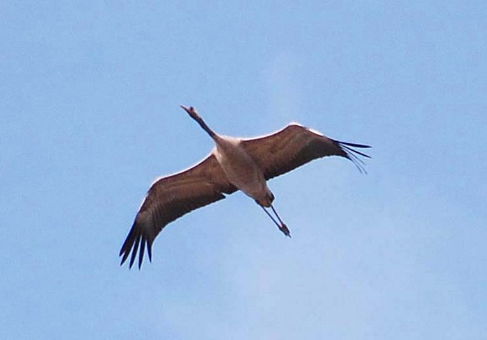 Common Crane