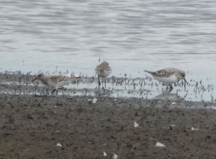 Sanderling