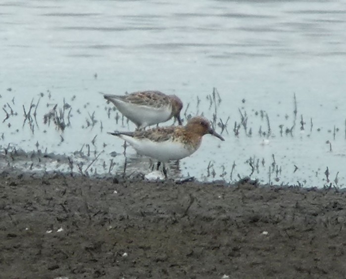 Sanderling