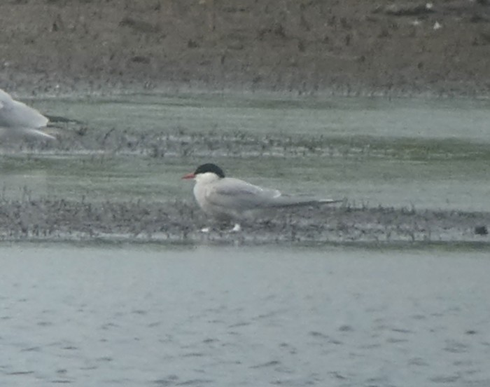 Arctic Tern