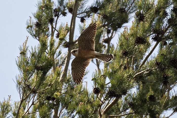 Red-footed Falcon