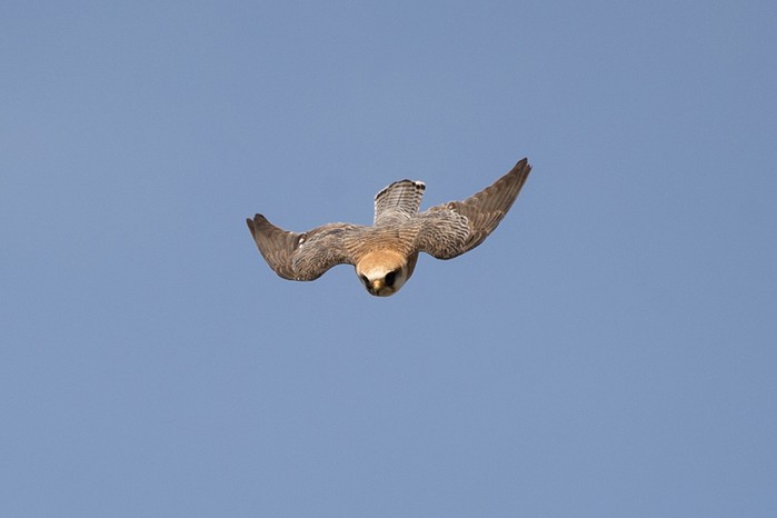 Red-footed Falcon