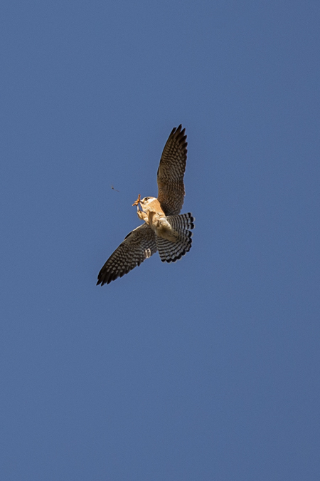 Red-footed Falcon