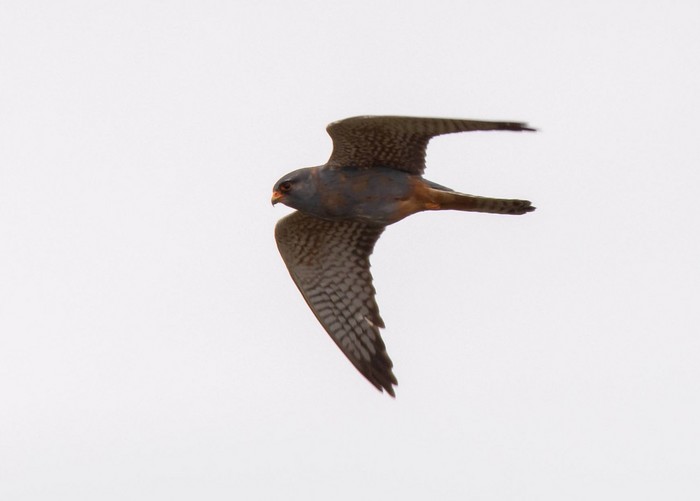 Red-footed Falcon