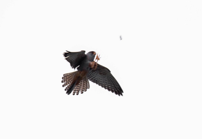 Red-footed Falcon