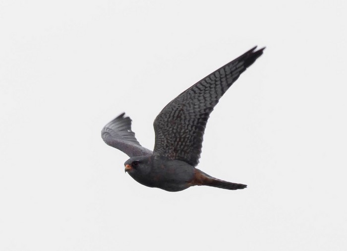 Red-footed Falcon