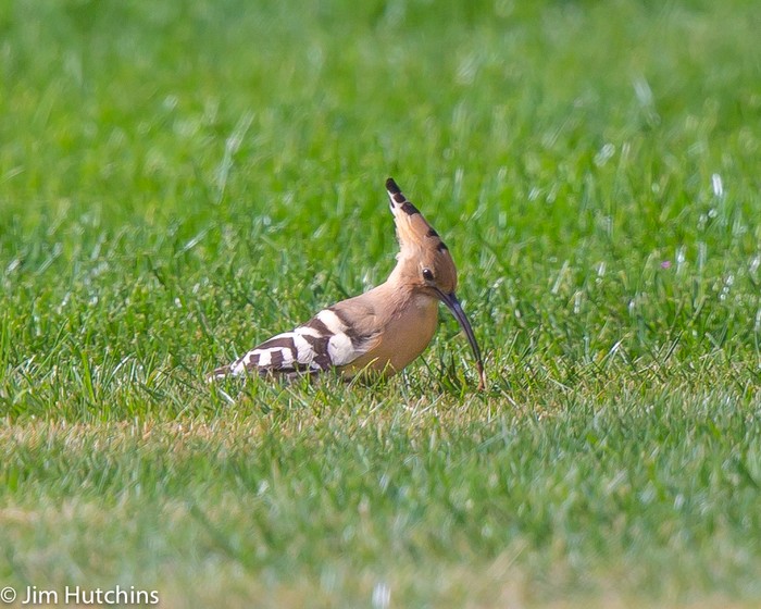 Hoopoe