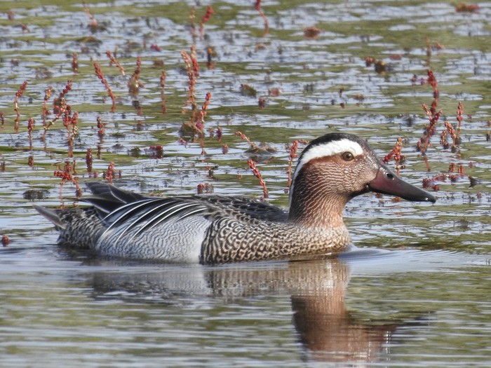Garganey