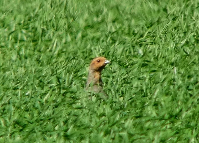 Grey Partridge