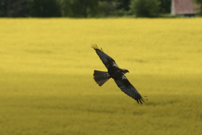 Marsh Harrier