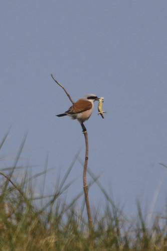 Red-backed Shrike