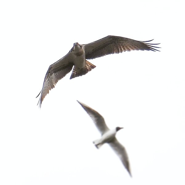 Osprey