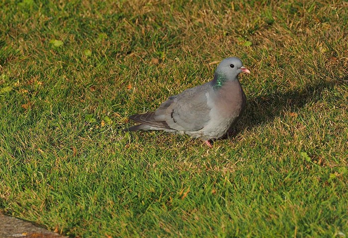 Stock Dove