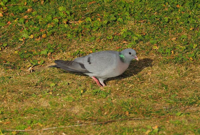 Stock Dove