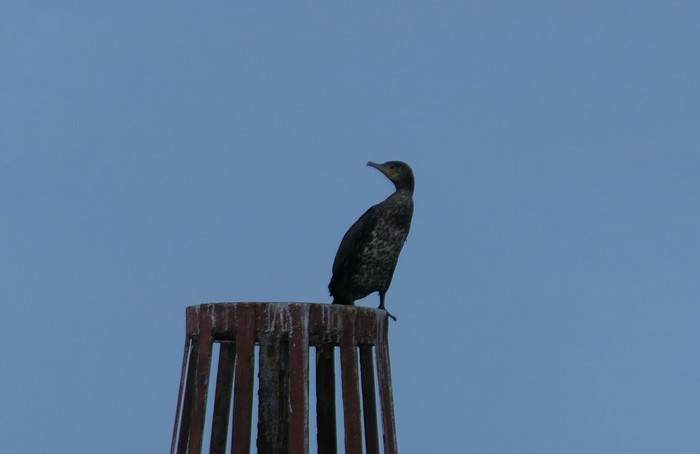 Cormorant