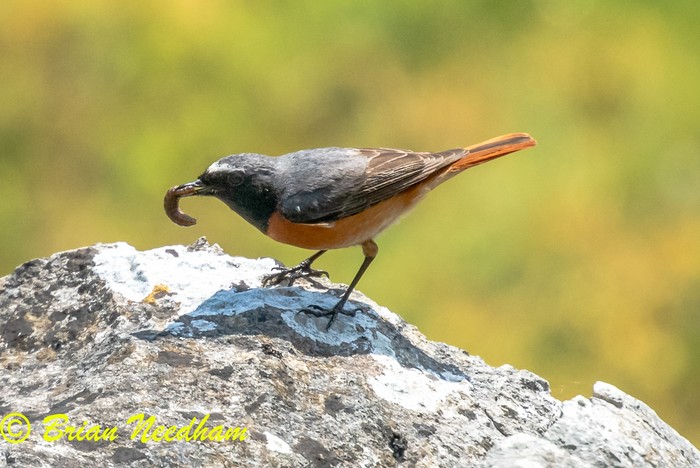 Redstart