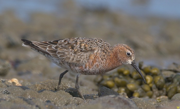 Curlew sandpiper