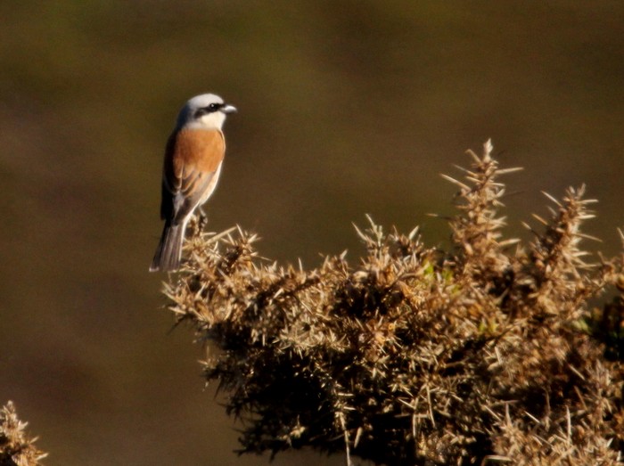 Red-backed Shrike