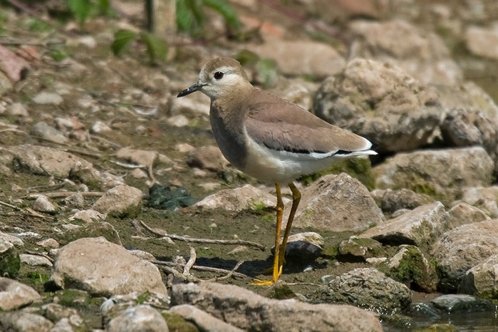 White-tailed Plover