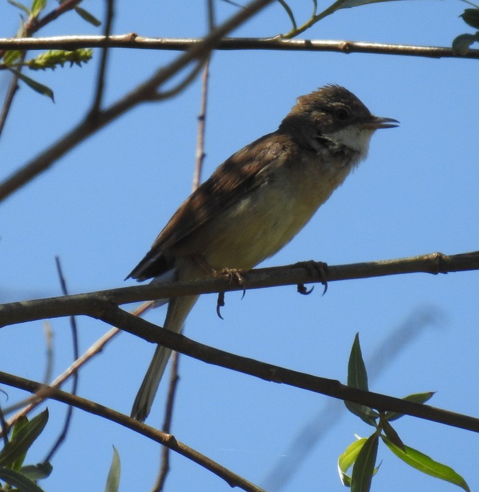 Whitethroat
