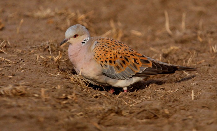 Turtle Dove