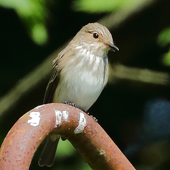 Spotted Flycatcher