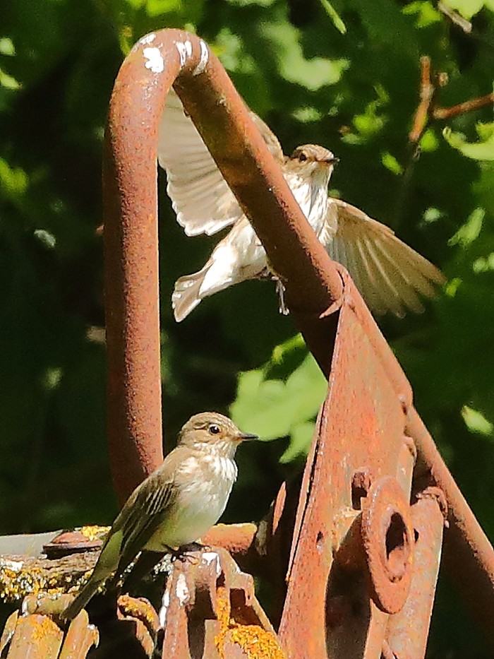 Spotted Flycatcher