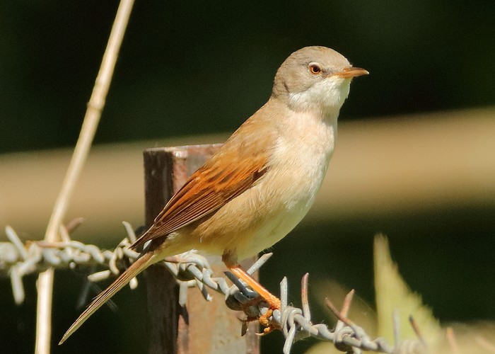 Whitethroat