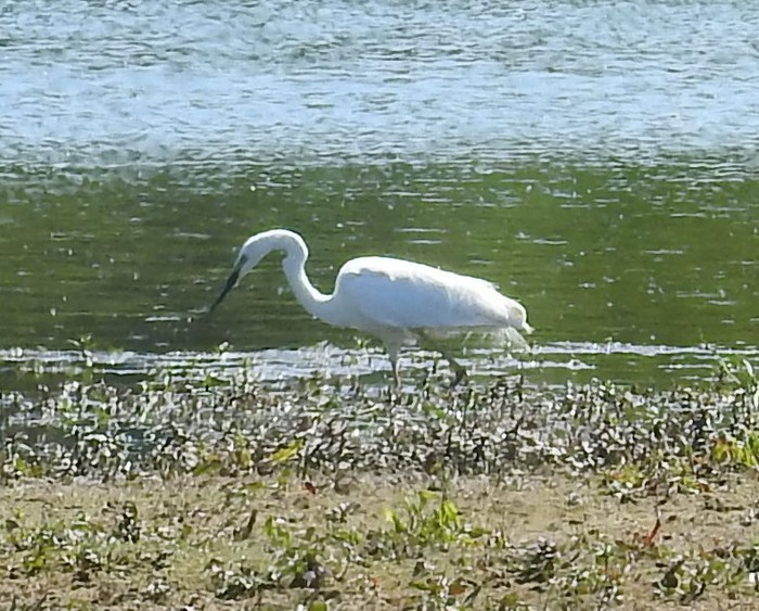 Great White Egret