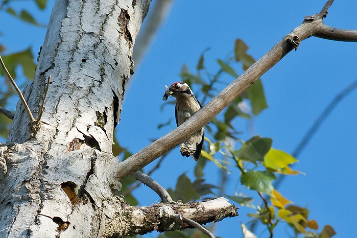 Lesser Spotted Woodpecker