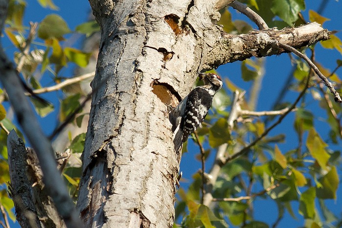 Lesser Spotted Woodpecker
