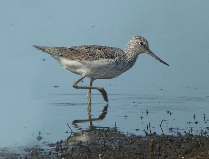 Greenshank