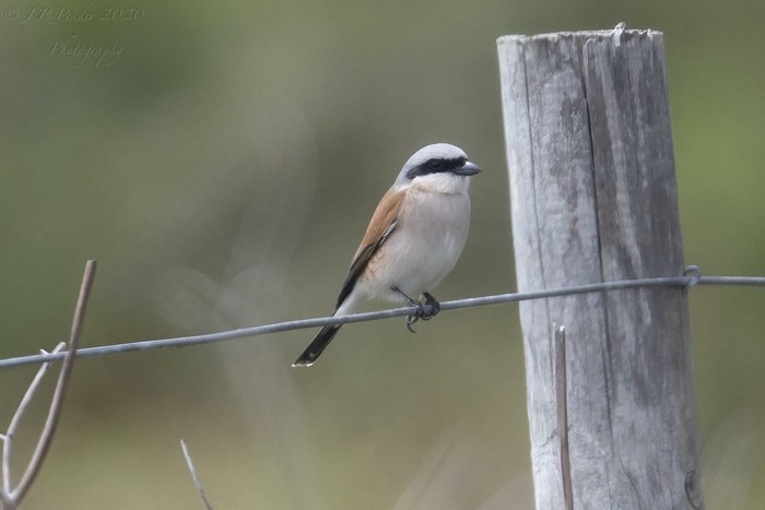 Red-backed Shrike