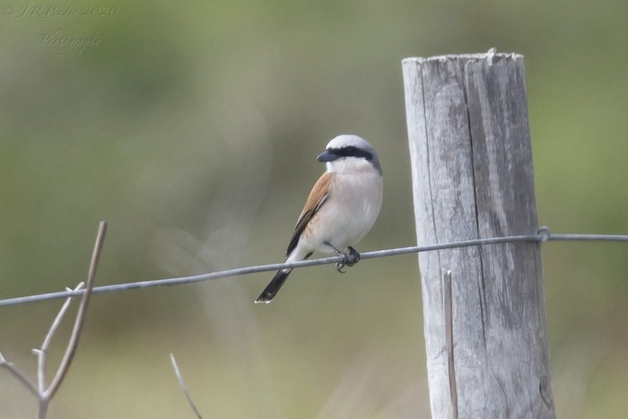 Red-backed Shrike