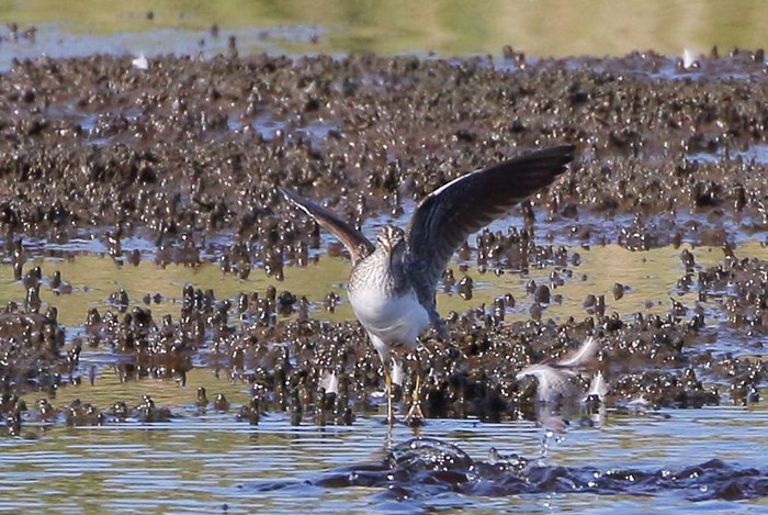 Solitary Sandpiper