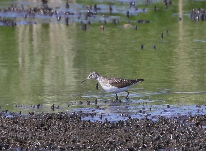 Solitary Sandpiper